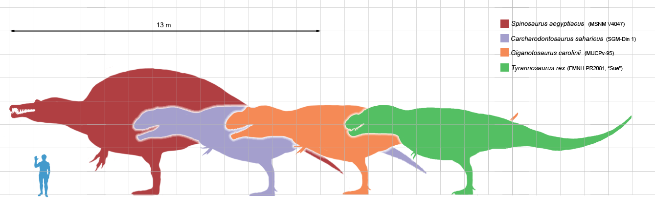 Largesttheropods