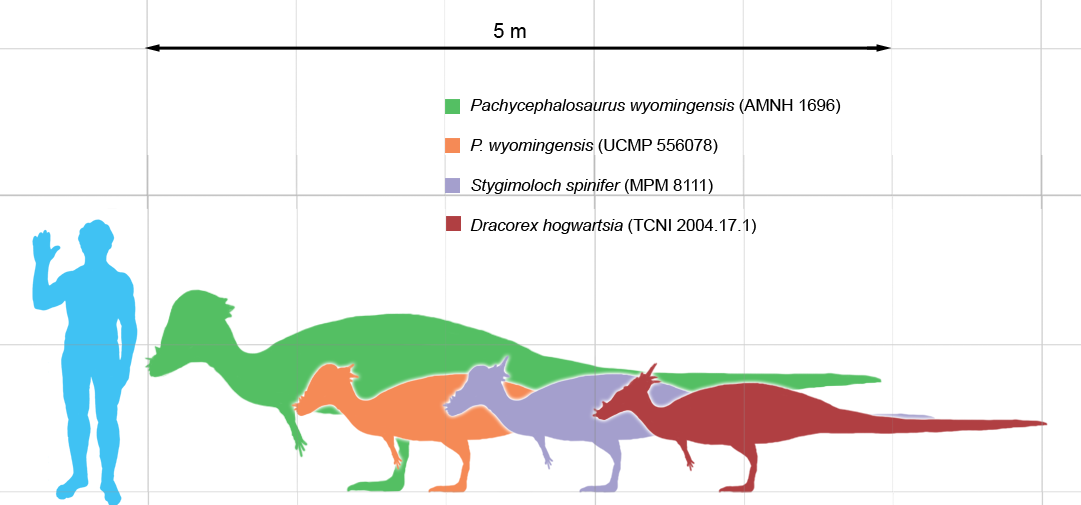 Pachycephalosaurus_scale